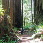 Save the Redwoods League partners with many organizations to keep the redwood forest accessible to the public.