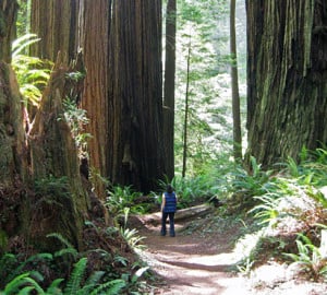 Save the Redwoods League partners with many organizations to keep the redwood forest accessible to the public.
