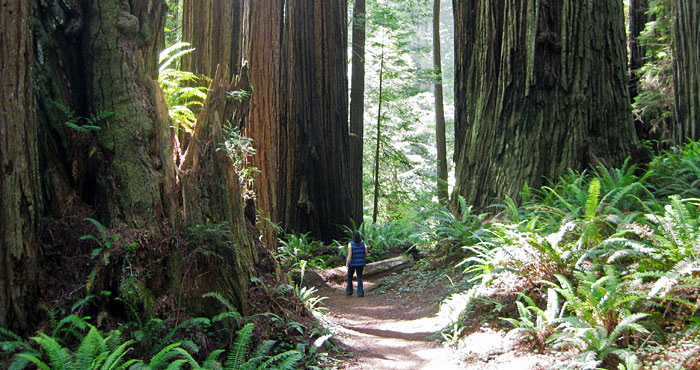 Save the Redwoods League partners with many organizations to keep the redwood forest accessible to the public.