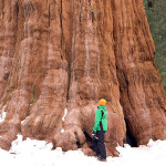 There's nothing quite like standing next to an enormous giant sequoia. Photo by Janne Huttunen
