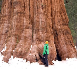 There's nothing quite like standing next to an enormous giant sequoia. Photo by Janne Huttunen