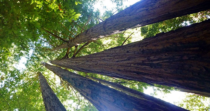 Portola Redwoods State Park is home to some of the tallest, most majestic redwoods in the Santa Cruz Mountains.