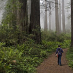 Redwood National Park. Photo by Michael Klaas, Flickr Creative Commons