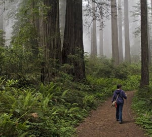 Redwood National Park. Photo by Michael Klaas, Flickr Creative Commons