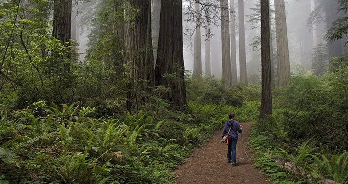 Redwood National Park. Photo by Michael Klaas, Flickr Creative Commons