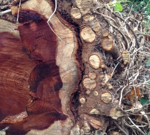 Ivy and Redwoods