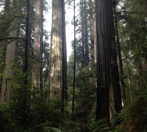 Sun streaming into just rain-soaked woods at Jedediah Smith.