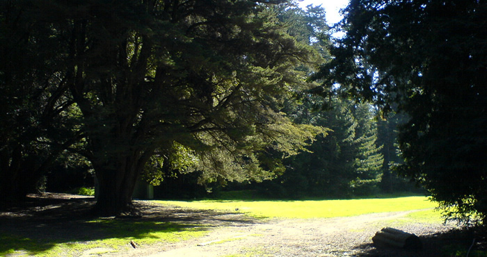 Joaquin Miller Grove, Photo by man pikin, Flickr Creative Commons