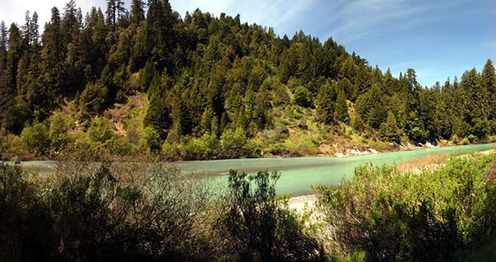 John Dewitt Redwoods, Photo by Pernel S Thyseldew