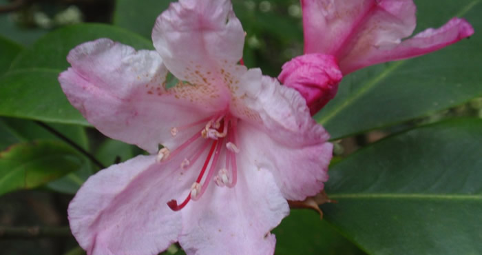 Kruse Rhododendron SNR, by Tom Hilton, Flickr CC