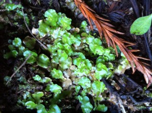 Lunularia cruciata