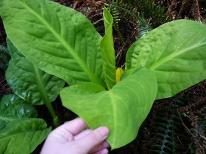 Huge leaves of skunk cabbage dwarf the pungent flowers.