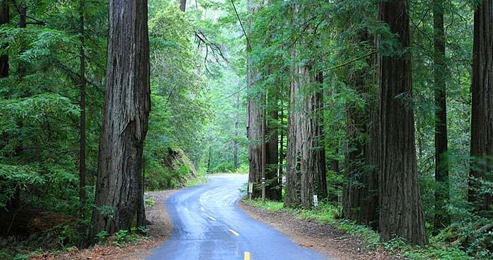 Mailliard Redwoods State Natural Reserve. Photo by David Baselt, RedwoodHikes.com