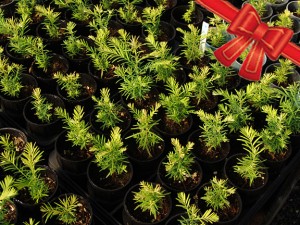 Give the gift of redwood seedlings. Photo by Mark Bult