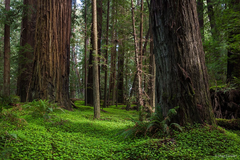 Save the Redwoods League has been awarded accreditation by the Land Trust Accreditation Commission