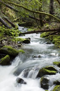 Bringing back clear, healthy waterways is one of the more challenging parts of restoration. Photo  by Peter L. Buranzon.