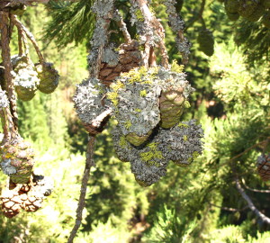 Wolf lichen and tube lichen