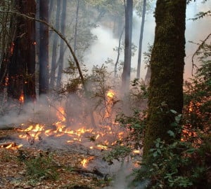 Prescribed burns help lower the risk of catastrophic fires.