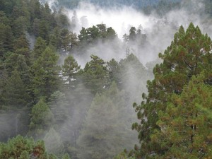 View if the coast redwood canopy. Photo by Stephen Sillett