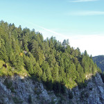The League joined other conservation organizations in the Living Landscape Initiative to protect the San Vicente Redwoods (formerly CEMEX Redwoods) property.