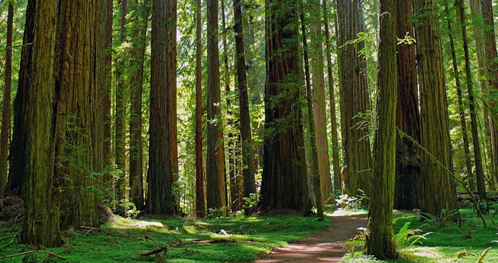 Save the Redwoods League helped establish the California state parks system, including Humboldt Redwoods State Park (pictured). Photo by renedrivers, Flickr Creative Commons