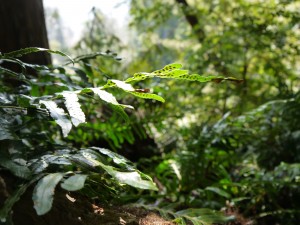 Light shines on a leather leaf up in the redwood canopy.