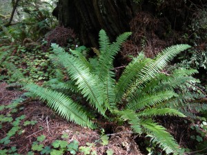 This sporophyte is the more commonly seen generation of fern.