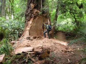 A ranger stands near a grand coast redwood that lost its burl to poachers this week at Prairie Creek Redwoods State Park. Photo by Marshall Neeck.