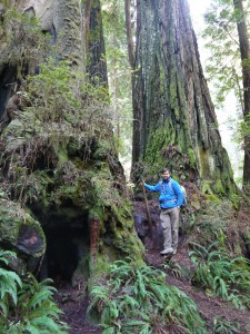 My colleague, Professor Eddie Watkins, takes a break from searching for gametophytes along the James Irvine Trail at Prairie Creek Redwoods State Park.