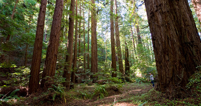 You can protect and open Loma Mar Redwoods to the public. Photo by Paolo Vescia