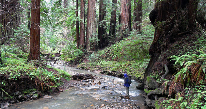 The League has protected more than 800 acres of Portola Redwoods State Park.