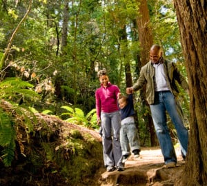 The League has helped develop dozens of redwood parks and reserves. Photo by Paolo Vescia.