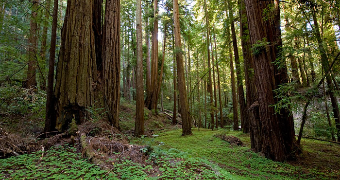 If we do not purchase and protect this land today, we could lose forever the opportunity to make this ancient forest available to the public. Photo by Paolo Vescia