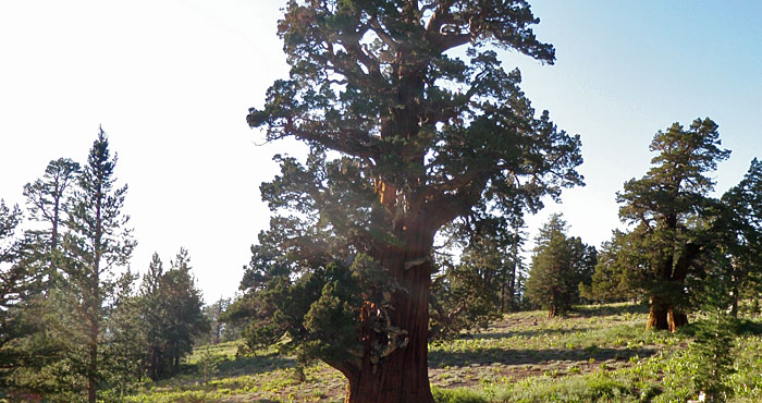 Bennett Juniper.