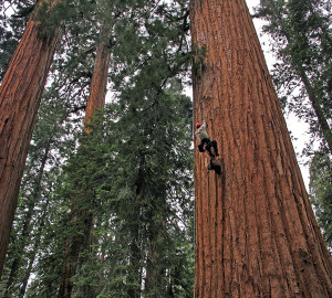 RCCI researcher Cameron Williams climbs a large Sequoiadendron at Giant Forest in Sequoia National Park. Photo by Anthony Ambrose