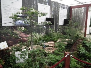 Plants of the coast redwood forest show their lushness to the world at the 2012 Chelsea Flower Show. Photo by Diana Fish.