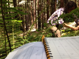 Our outdoor office view when tracking climate change impacts on coast redwood forest ferns for Fern Watch.