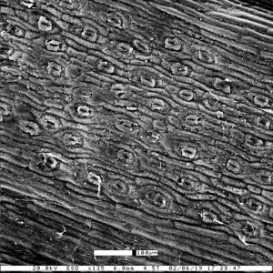 The microscopic view of a conifer leaf. The leaf surface is composed of cells covered in wax, interrupted by pores called stomata that absorb carbon dioxide from the atmosphere.