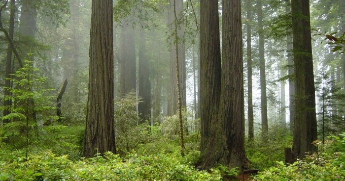 Redwood National Park. Photo by Michael Schweppe