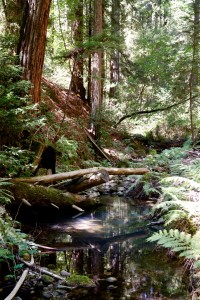 Second-growth coast redwoods at Las Posadas State Forest