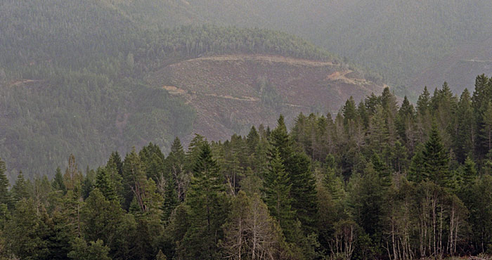 With your support, we are restoring the former logging site, Mill Creek. This forest has a lot of problems such as crumbling roads, which could cause catastrophic landslides that harm threatened salmon. Photo by Evan Johnson