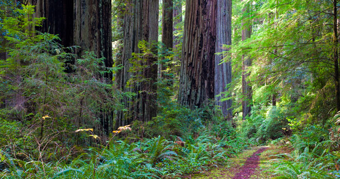 The Coastal Trail, Del Norte Coast Redwoods State Park.