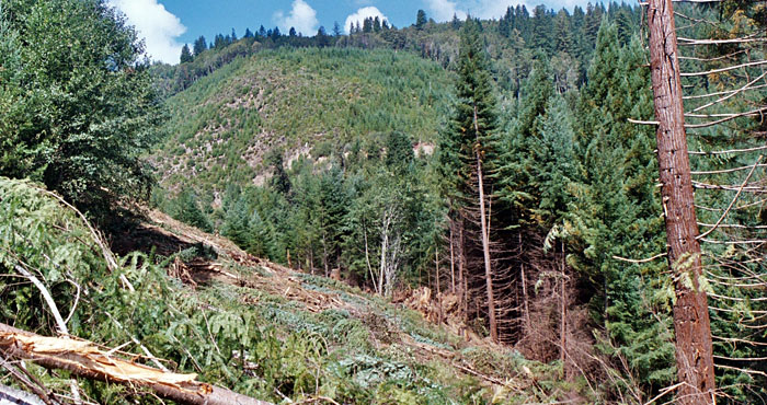 Logging Mill Creek
