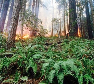 A wildfire burns through Roy's Redwoods Preserve in Western Marin on October 14, 2014. Photo by Frankie Frost, Marin Independent Journal.