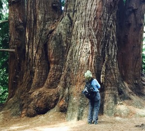 Roy’s Redwoods Open Space Preserve