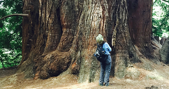 Roy’s Redwoods Open Space Preserve