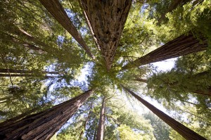 For foresters, caring for the forest sometimes means tough decisions about which trees stay and which must go. Photo by Paolo Vescia