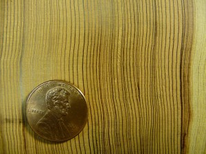 Coast redwood tree rings showing discontinuous and tight rings. Photo by Allyson Carroll.