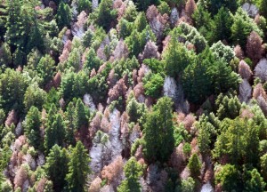 It’s easy to see how tanoak mortality from sudden oak death can have effects on the whole forest community. This photo was taken in Marin County, CA. Image by the USFS Region 5, Flickr Creative Commons.