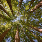 Santa Cruz Mountains Old-Growth Campaign. Photo by Paolo Vescia